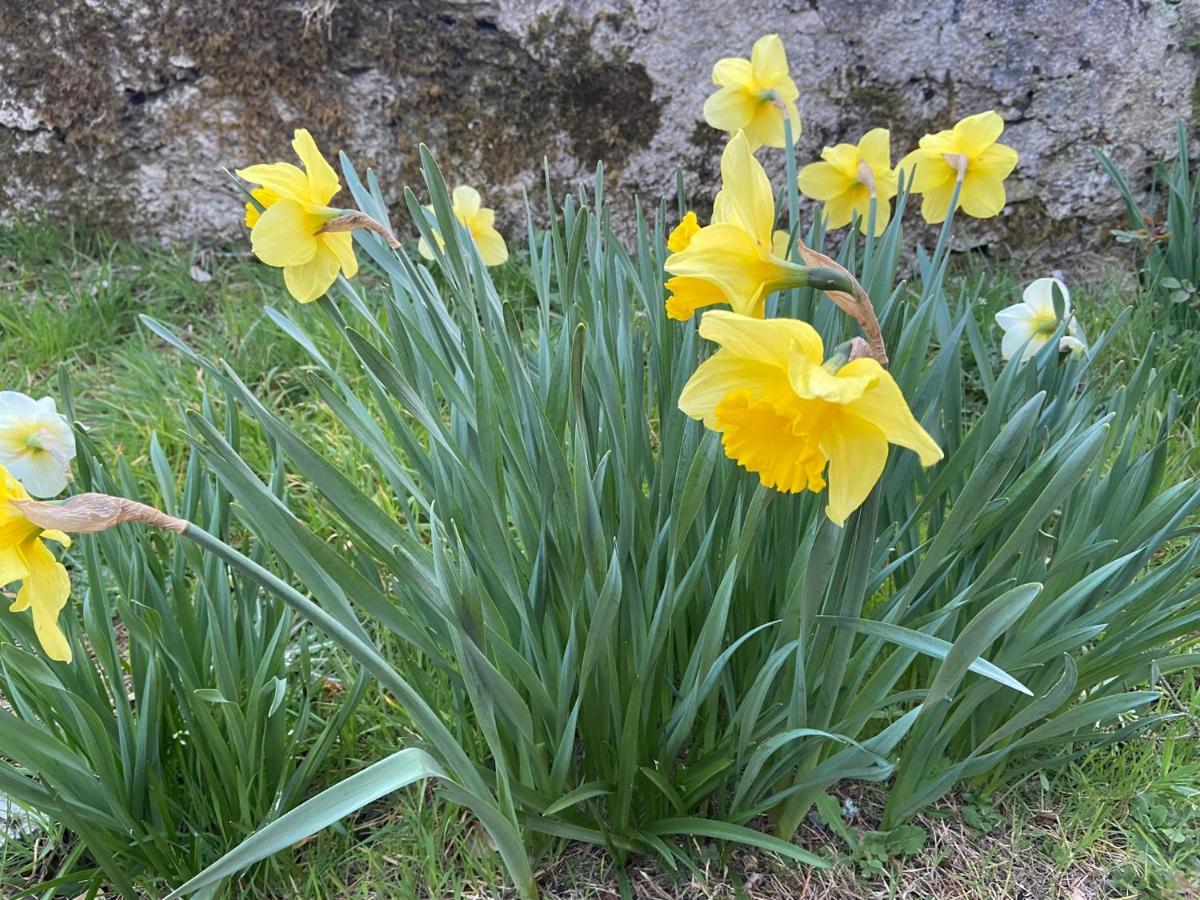 Daffodil Lodge Sligo Luaran gambar